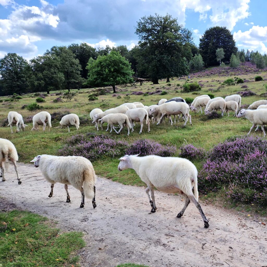 Schaapjes Rheden