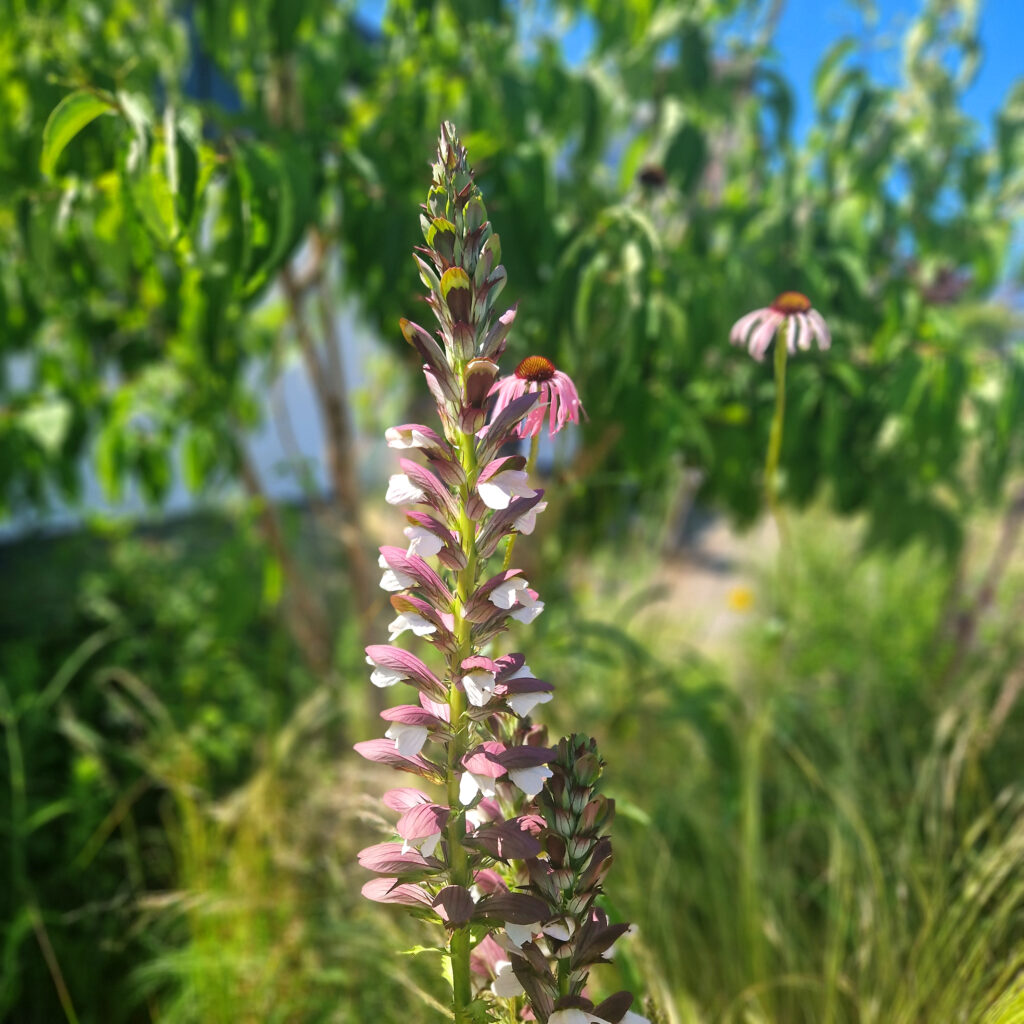 Tuin B&B de Gastfabriek