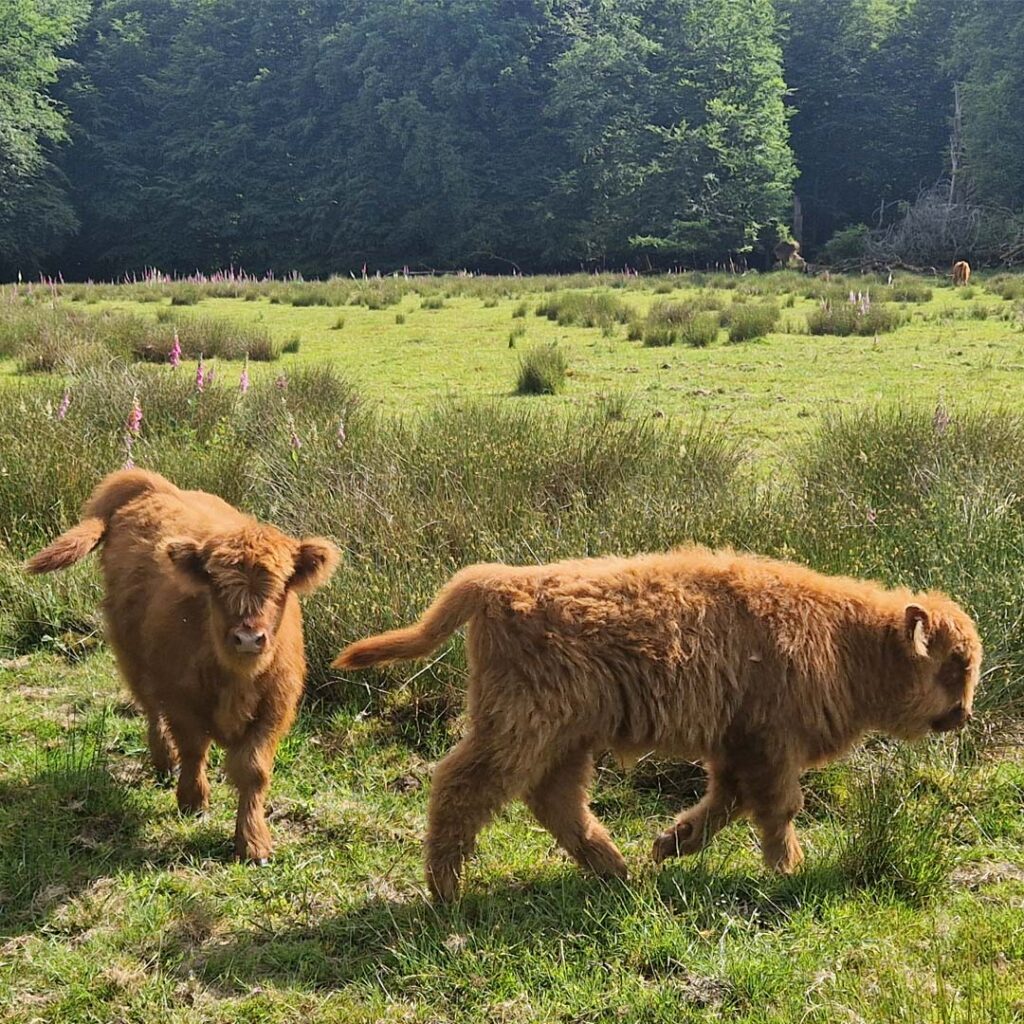 jonge Schotse Hooglanders