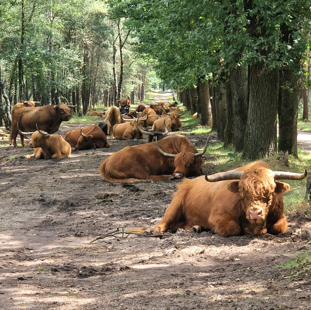 Schotse hooglanders