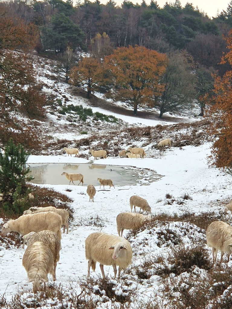 Schaapjes in de winter Rheden