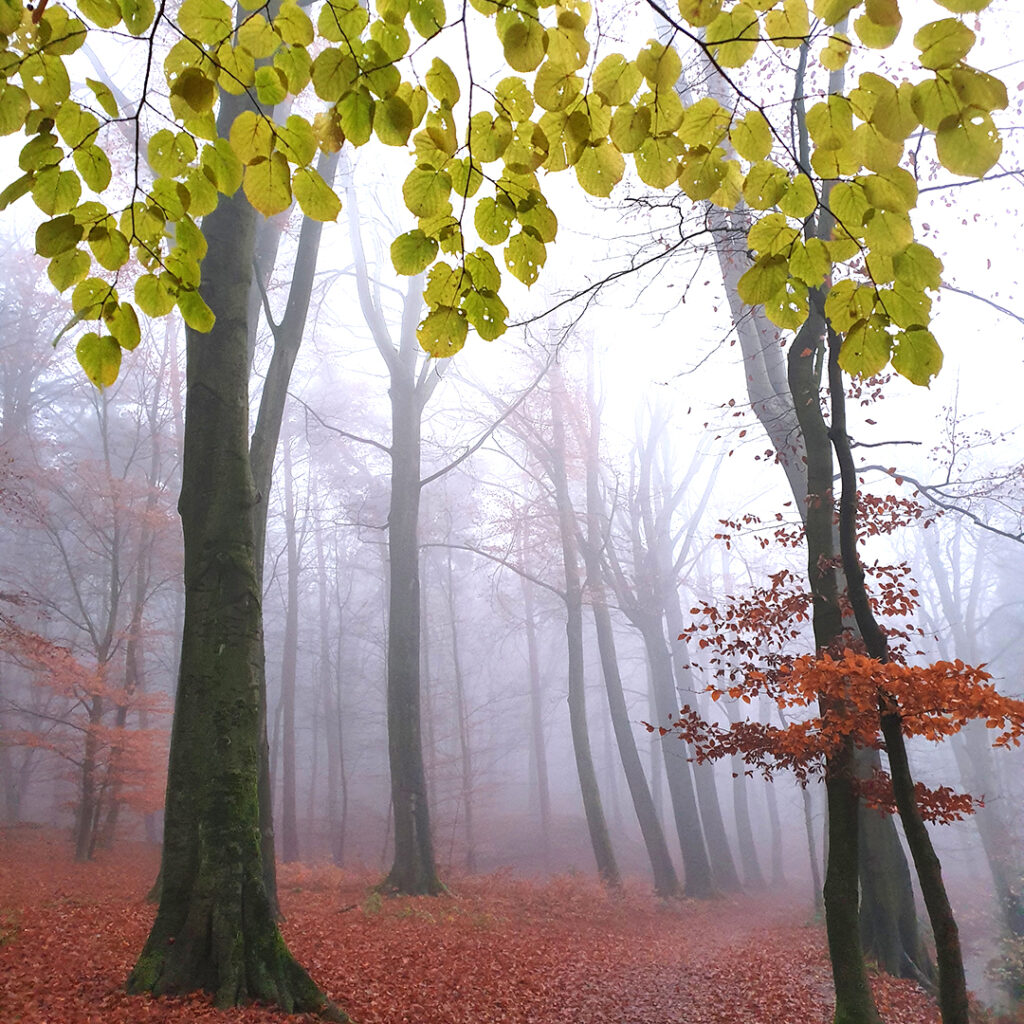 mist in het bos--Rheden